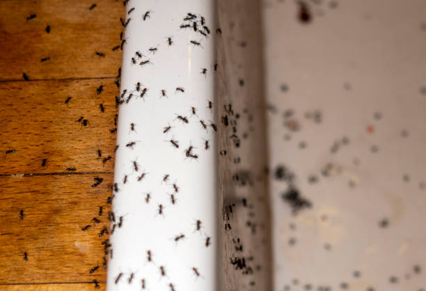 Best Best Pest Control Companies  in Weissport East, PA